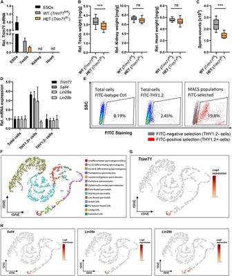 TRIM71 Deficiency Causes Germ Cell Loss During Mouse Embryogenesis and Is Associated With Human Male Infertility